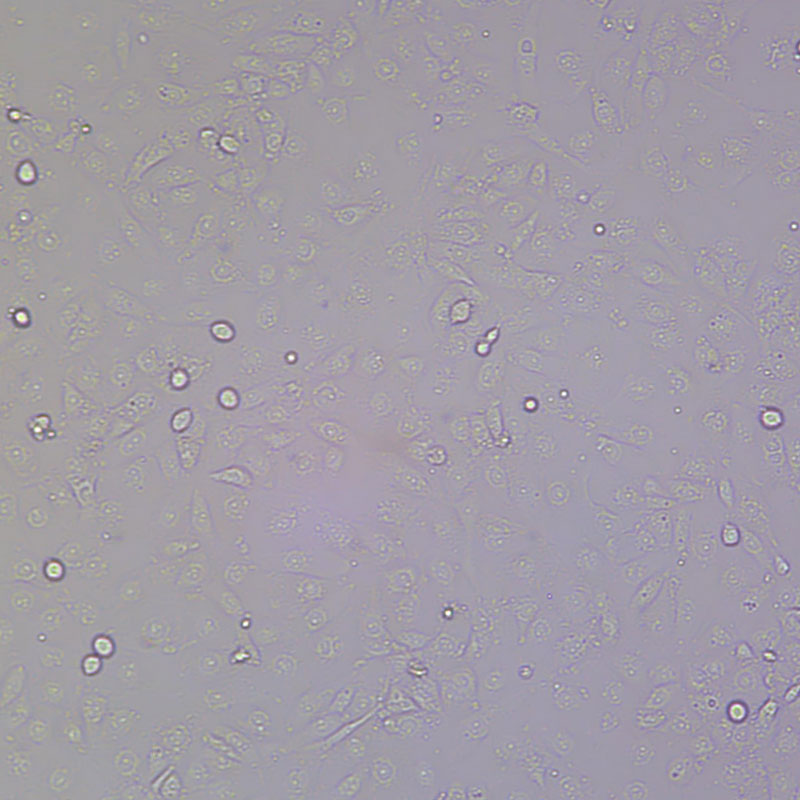 HK-2（人肾小管上皮细胞）