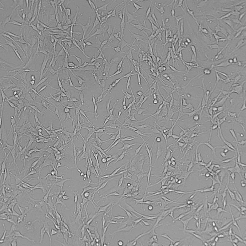 DU145（人前列腺癌细胞）