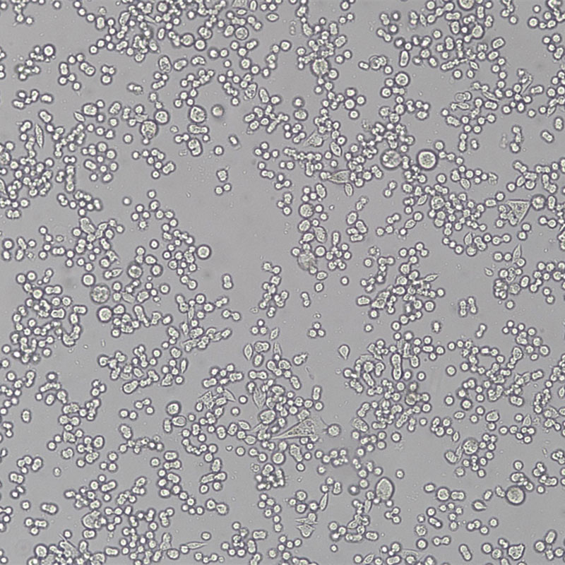 KATO III（人胃癌细胞）