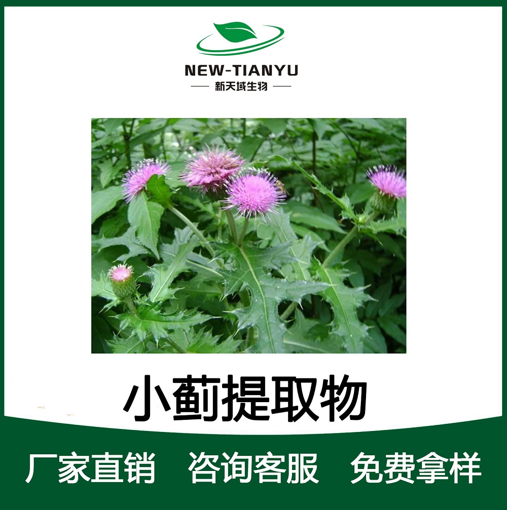 大量提供小蓟提取物厂家直销 质量保障