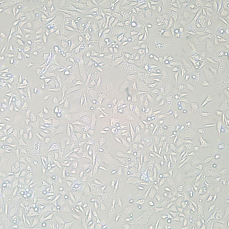 PC-3人前列腺癌细胞