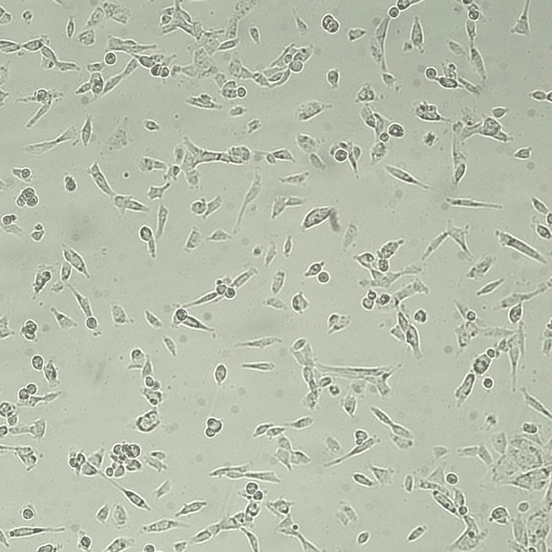 HT1080（人纤维肉瘤细胞）