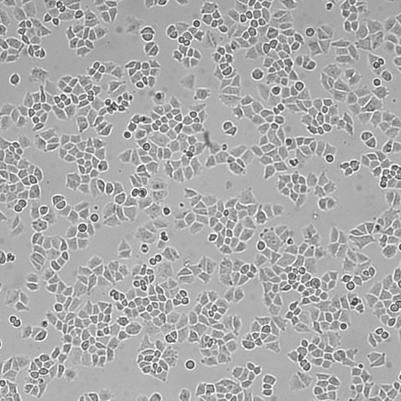 NCI-H460 [H460]（人大细胞肺癌细胞）
