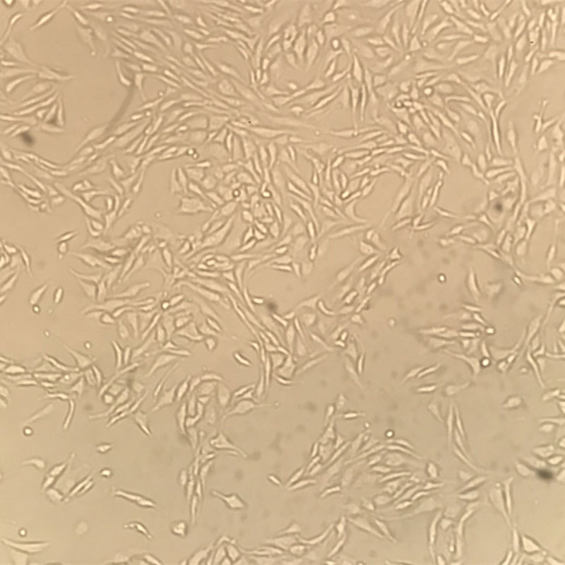 bEnd.3 （小鼠脑微血管内皮细胞）