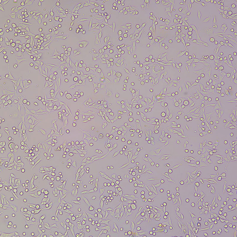 H22（小鼠肝癌细胞）