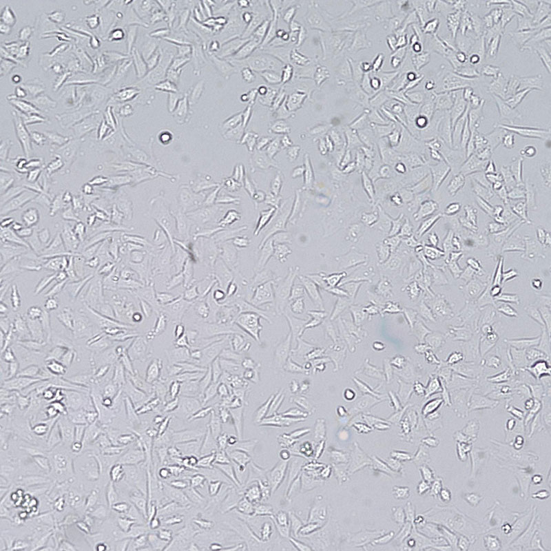 RM-1（小鼠前列腺癌细胞）