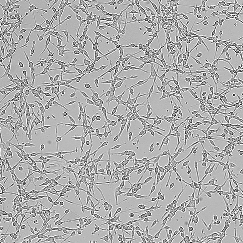 CT26.WT（小鼠结肠癌细胞）
