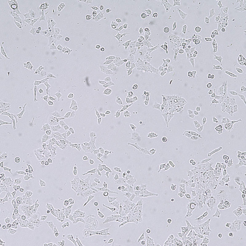 P19（小鼠睾丸畸胎瘤细胞）