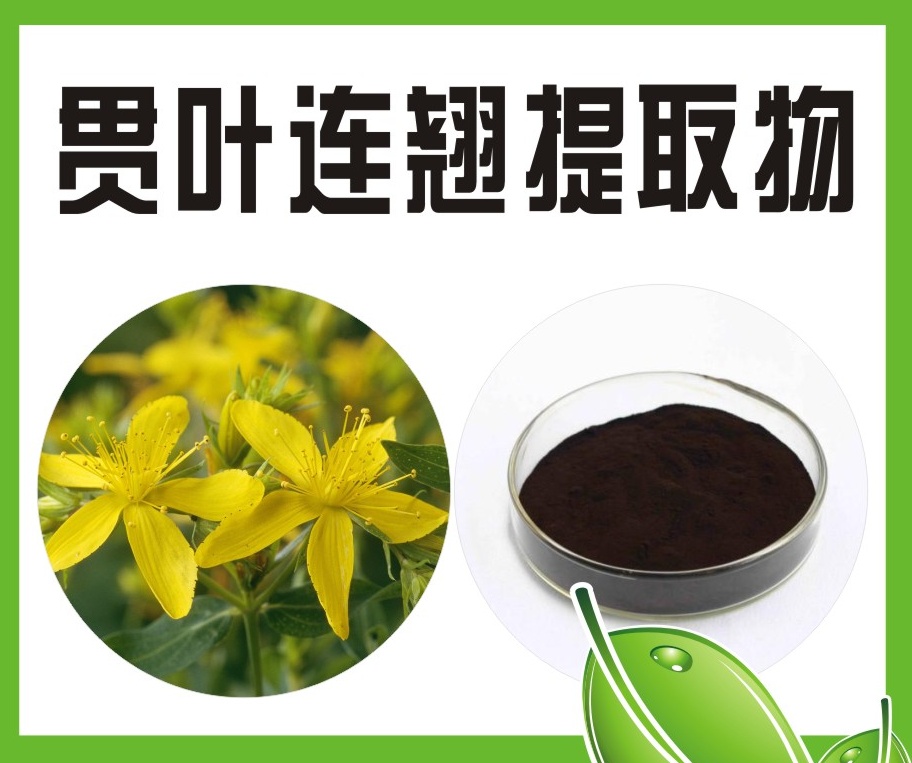 贯叶连翘提取物