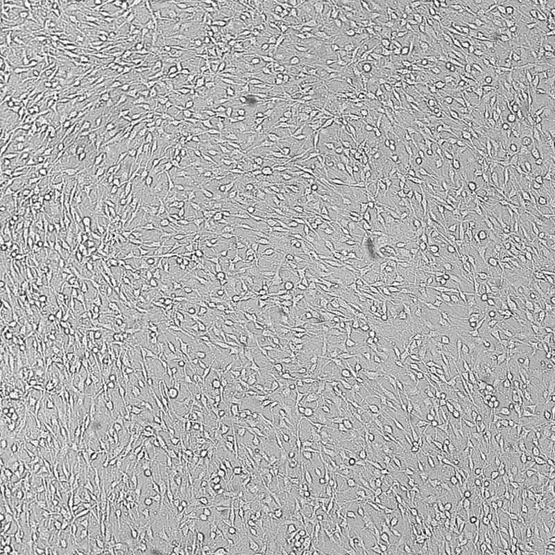 C6（大鼠胶质瘤细胞）