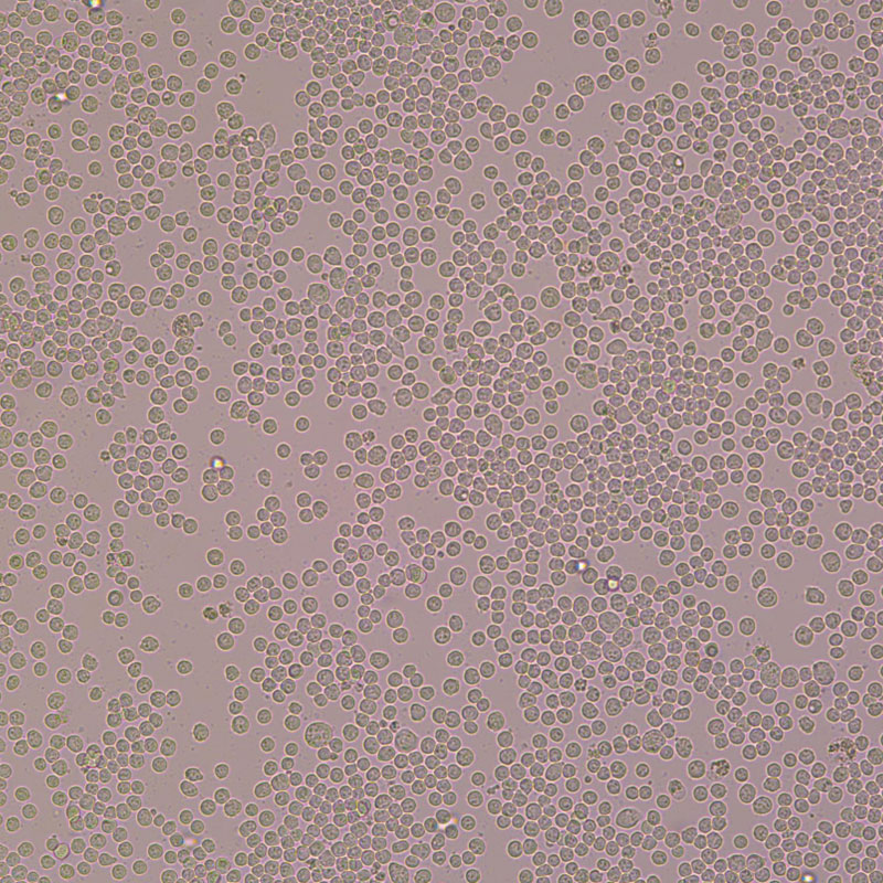 EL4（小鼠淋巴瘤细胞）