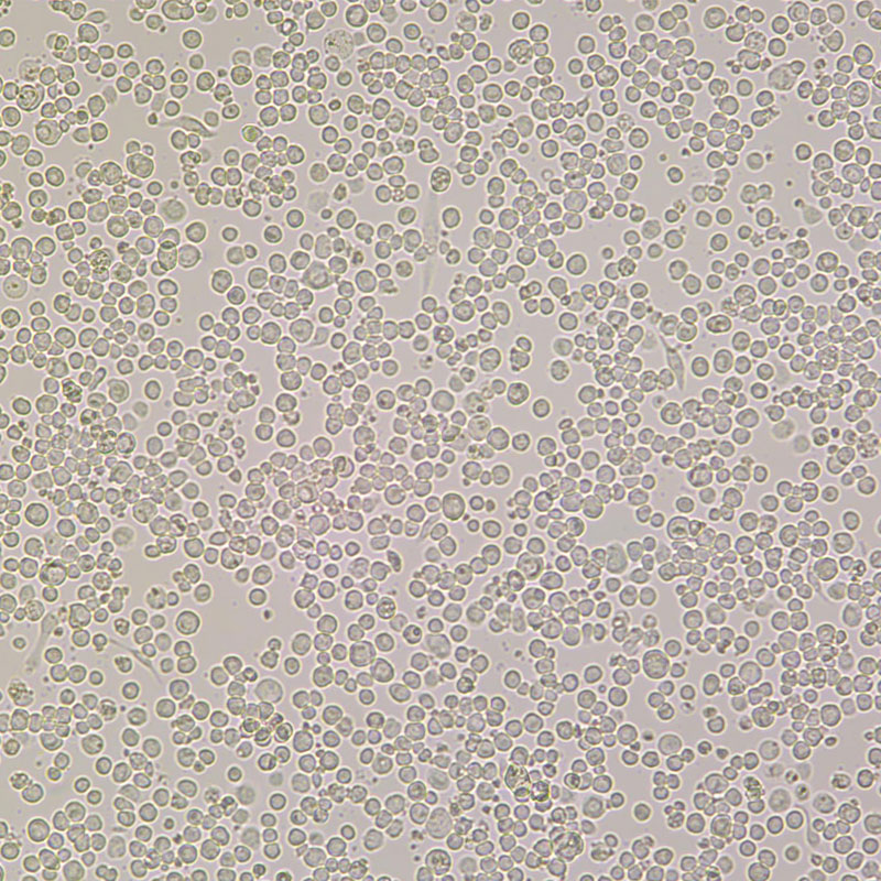 SF9（昆虫卵巢细胞）武汉尚恩生物