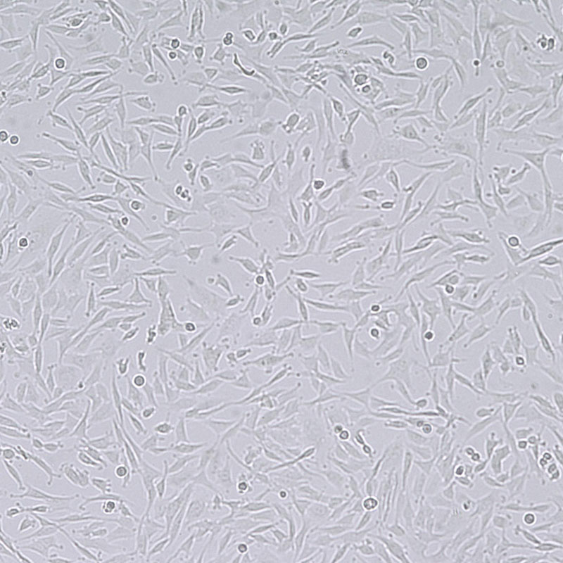RF/6A猴脉络膜-视网膜内皮细胞