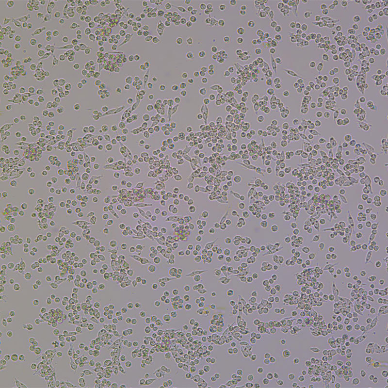 B95-8（绒猴EBV转化的白细胞）