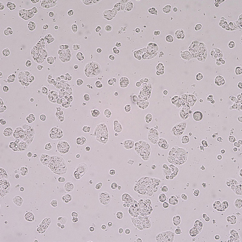 HT-29（人结肠癌细胞）