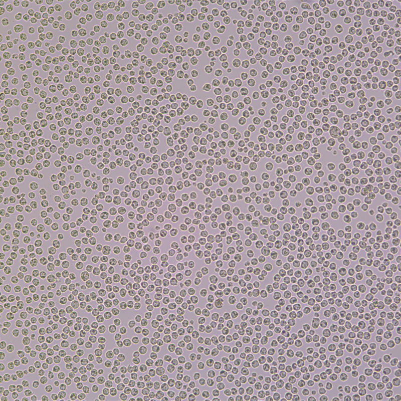 人原髓细胞白血病细胞HL-60