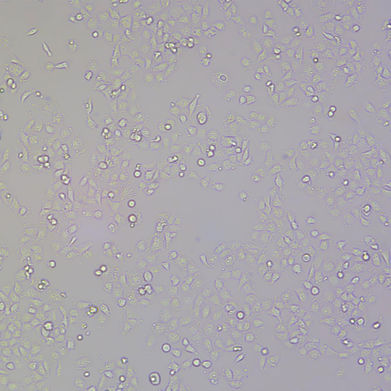 T24人膀胱移行细胞癌细胞