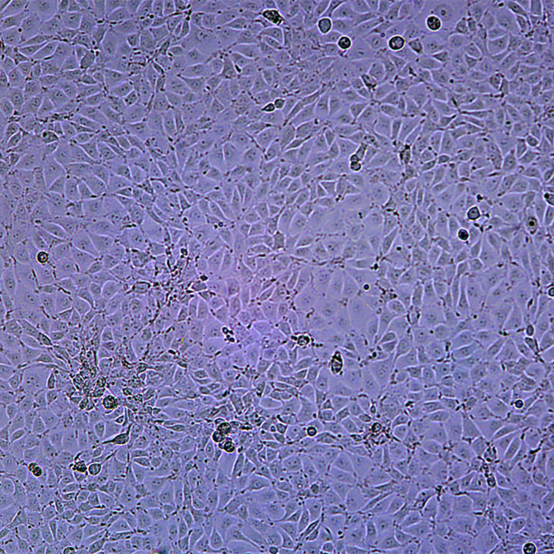 PK-15（猪肾细胞）