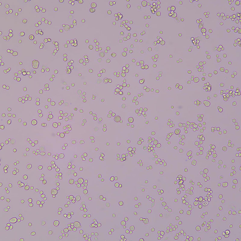 NR8383（大鼠肺泡巨噬细胞）