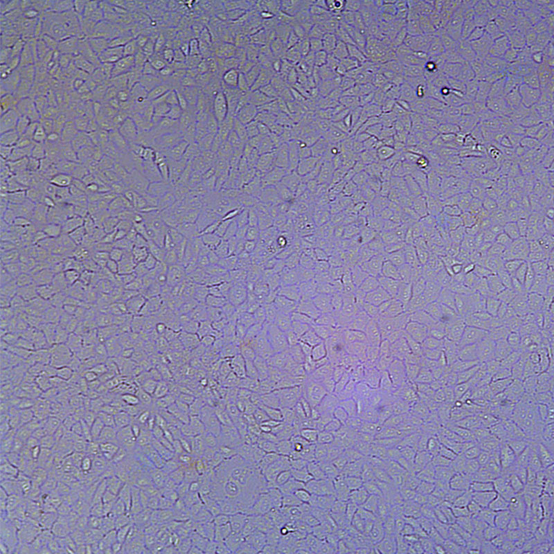 NRK-52E（大鼠肾细胞）