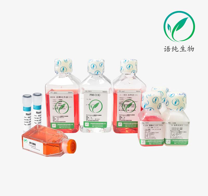 BALL-1人B淋巴细胞白血病细胞