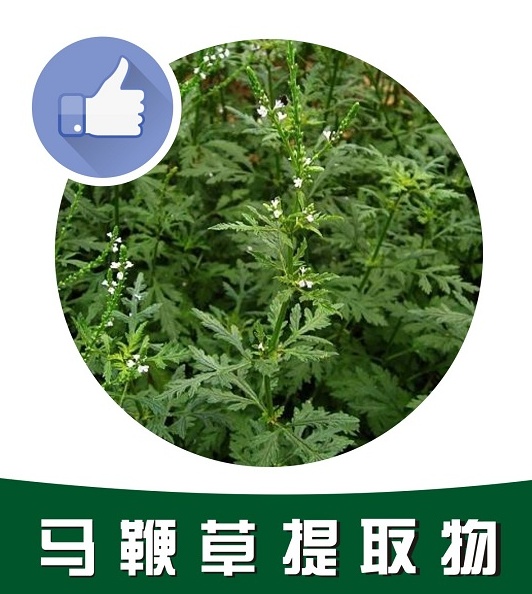 马鞭草提取物