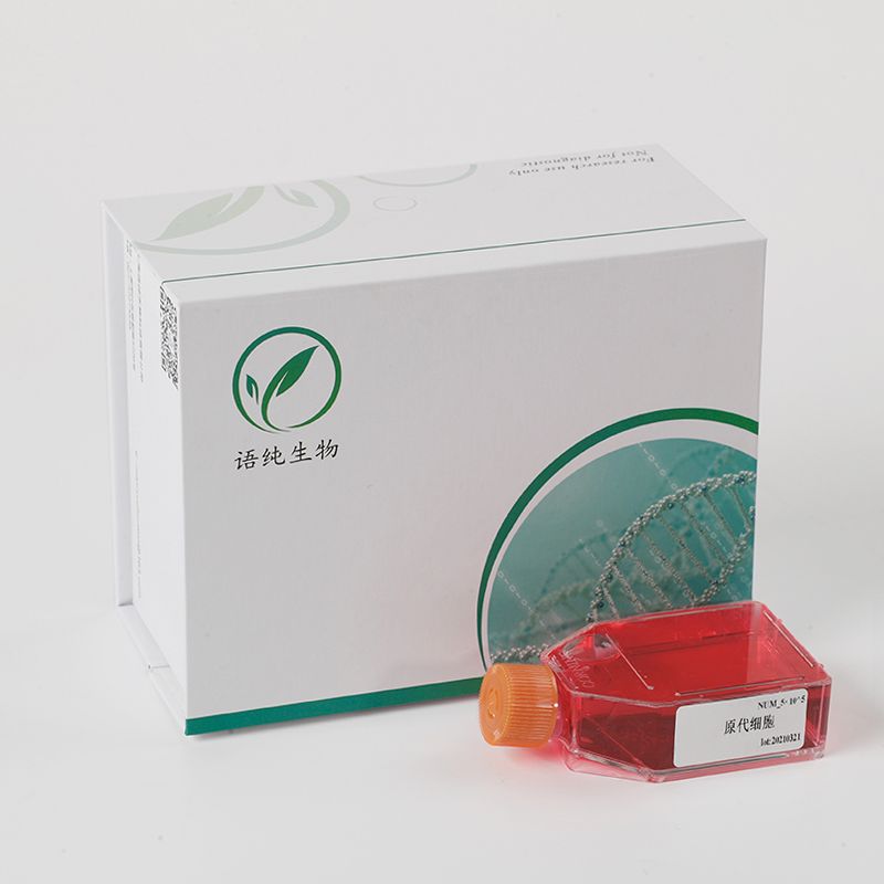 caki-1人肾透明细胞癌皮肤转移细胞