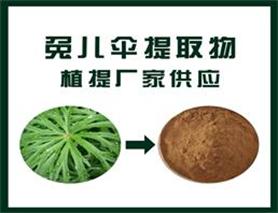 兔儿伞提取物