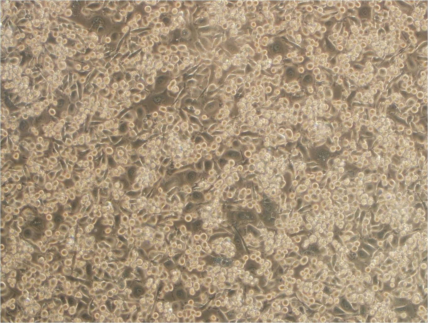 L-WRN Cells(赠送Str鉴定报告)|小鼠皮下结缔组织细胞