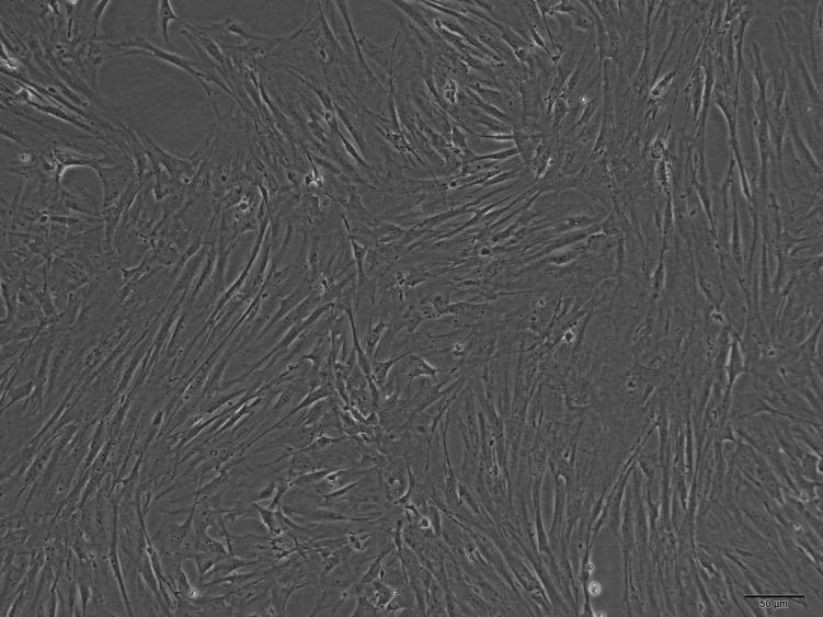 小鼠肾动脉平滑肌细胞