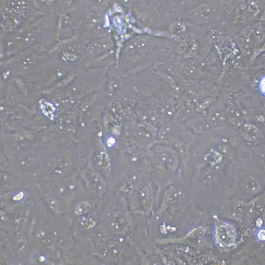 L-132 Cells(赠送Str鉴定报告)|人胚胎肺上皮细胞