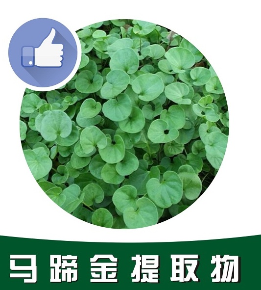 马蹄金提取物
