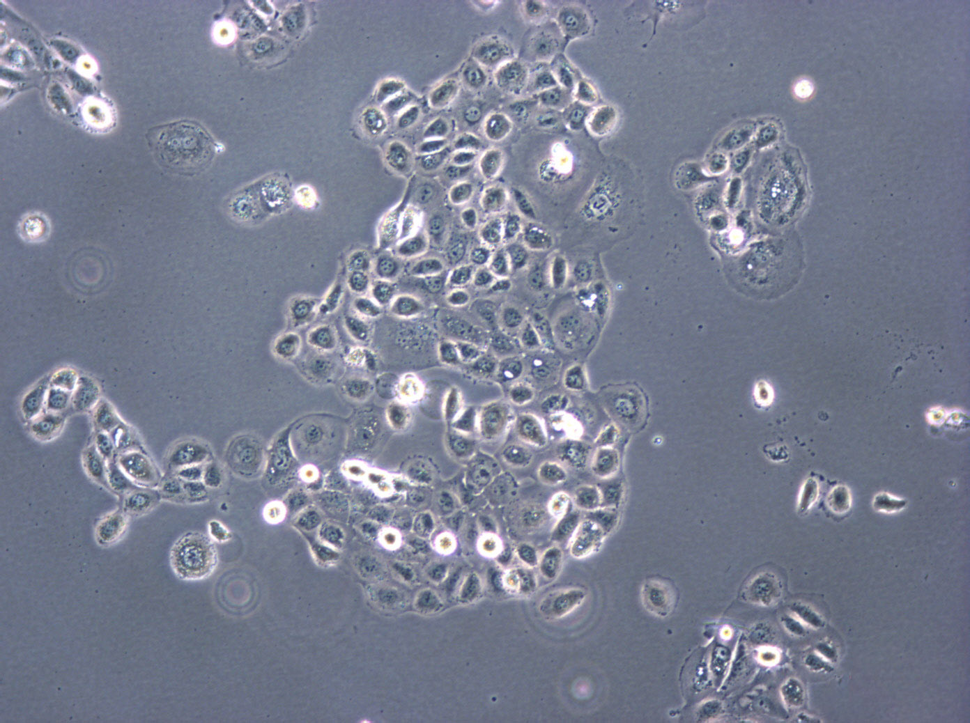 FL83B Cells(赠送Str鉴定报告)|小鼠正常肝细胞