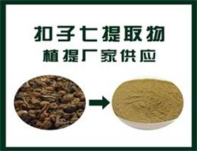 珠子参提取物/珠儿参提取物/扣子七提取物/钮子七提取物