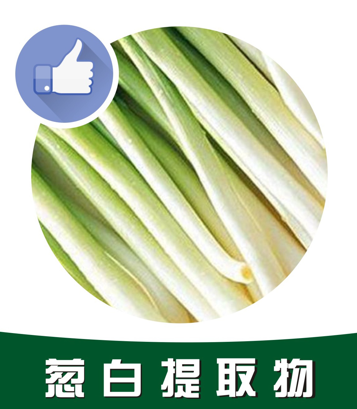 葱白提取物