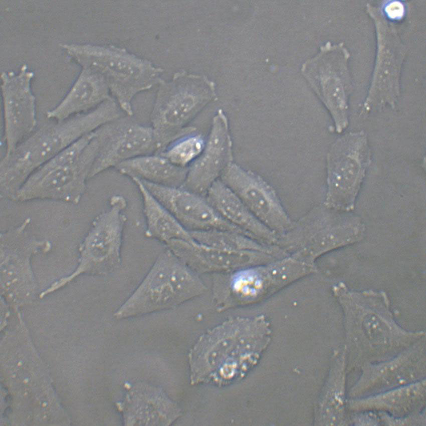 HFF-1 Cells|人包皮成纤维克隆细胞