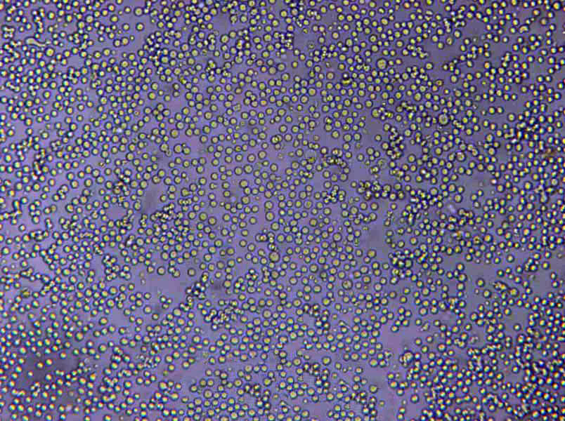 QBC939 Cells(赠送Str鉴定报告)|人胆管癌细胞