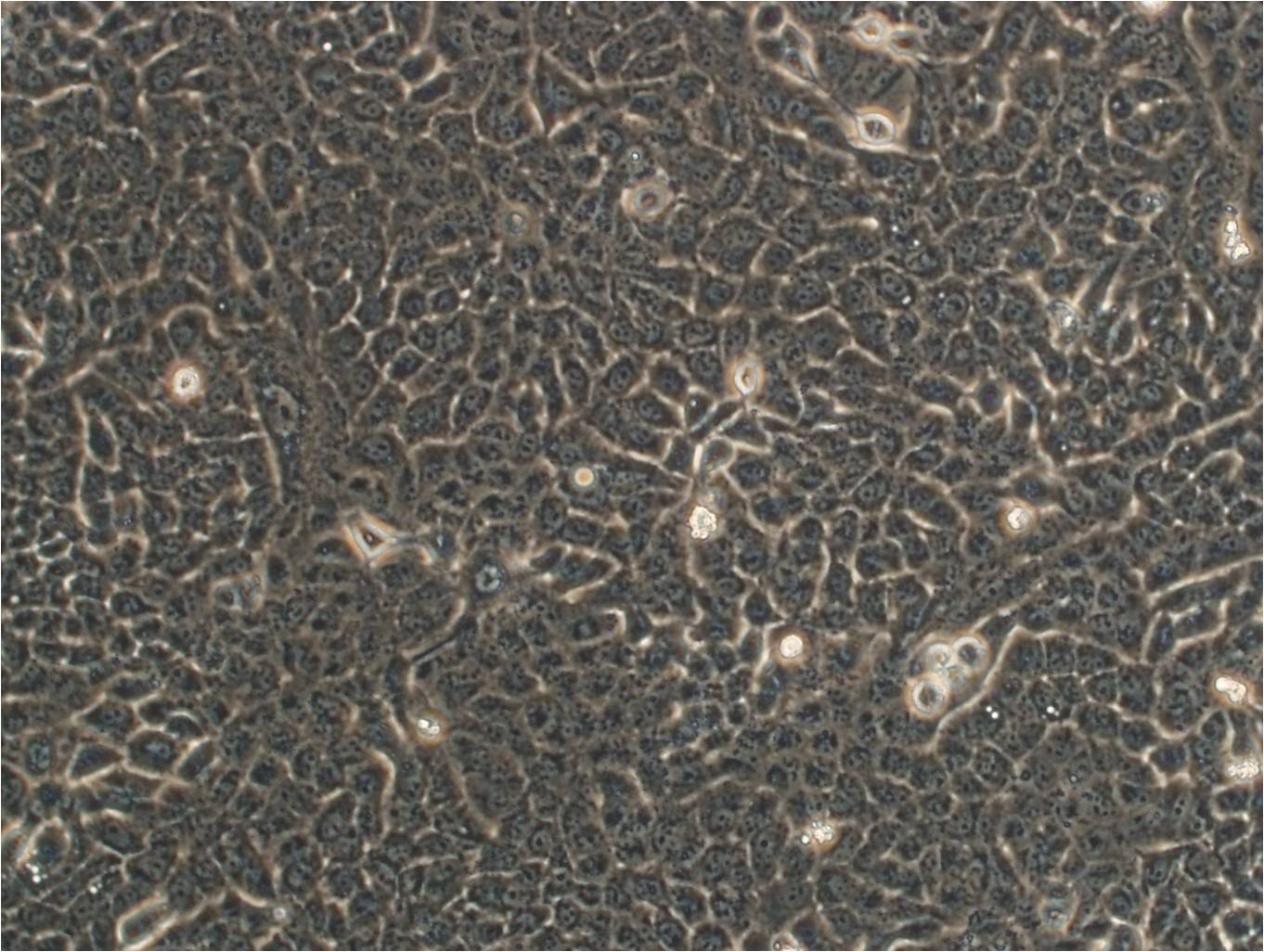 DU4475 Cells|人乳腺上皮可传代细胞系
