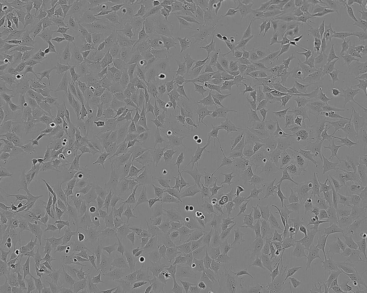 HT-144 Cells(赠送Str鉴定报告)|人恶性黑色素瘤细胞