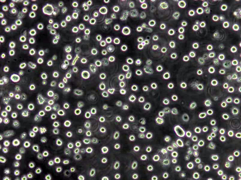 SW1088 Cells|脑星形胶质瘤需消化细胞系