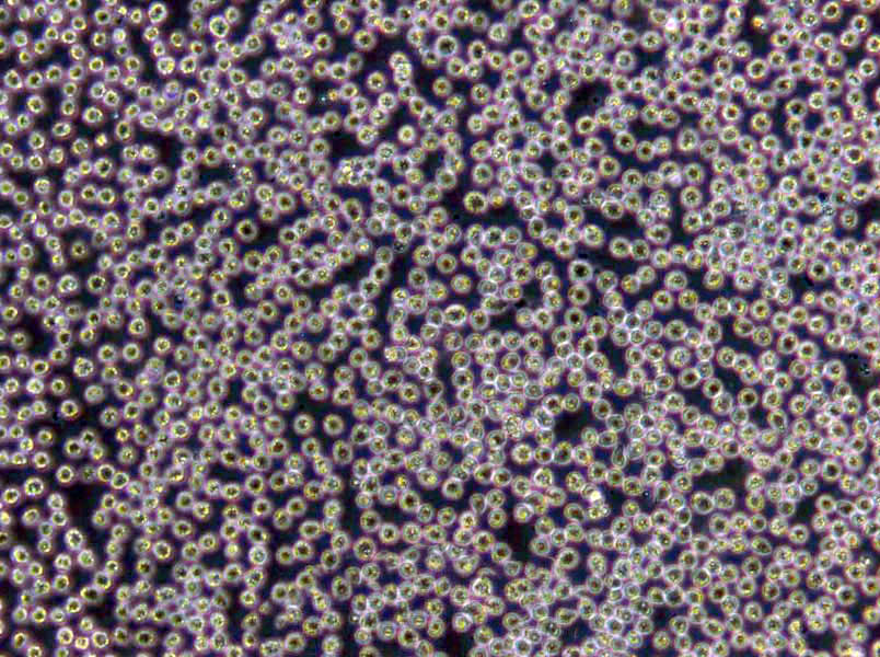 Hs 742.T Cells