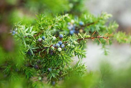 天然杜松子香精