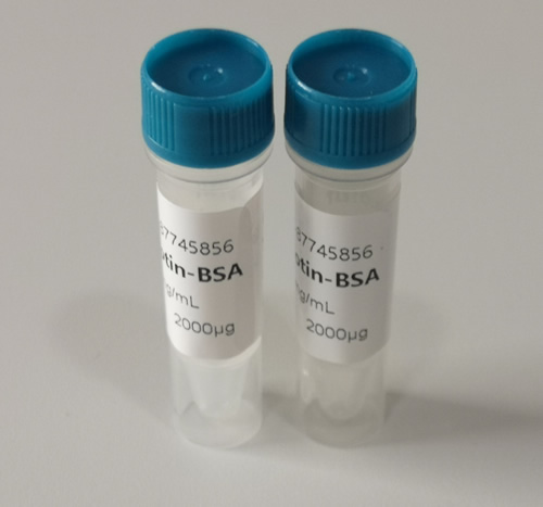 牛促甲状腺素（BTSH）抗原