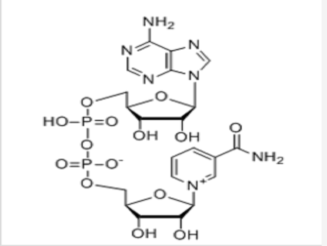 NAD（β-烟酰胺腺嘌呤二核苷酸）
