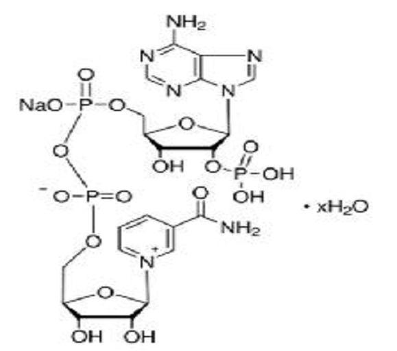 NADP（β-烟酰胺腺嘌呤二核苷酸磷酸）