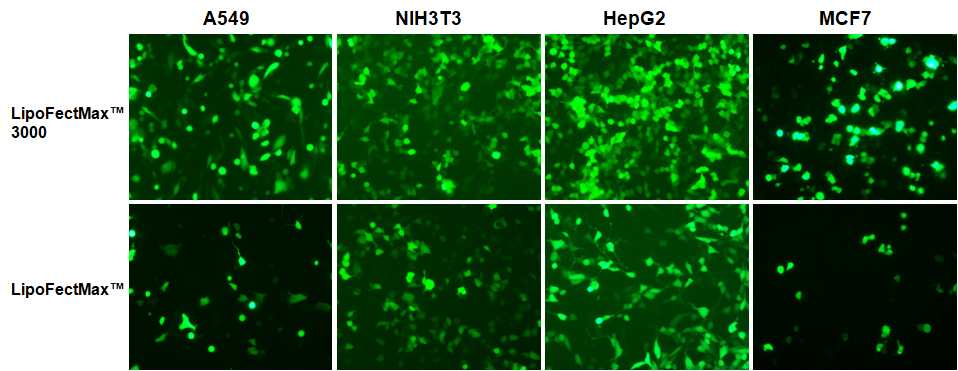 脂质体转染试剂3000