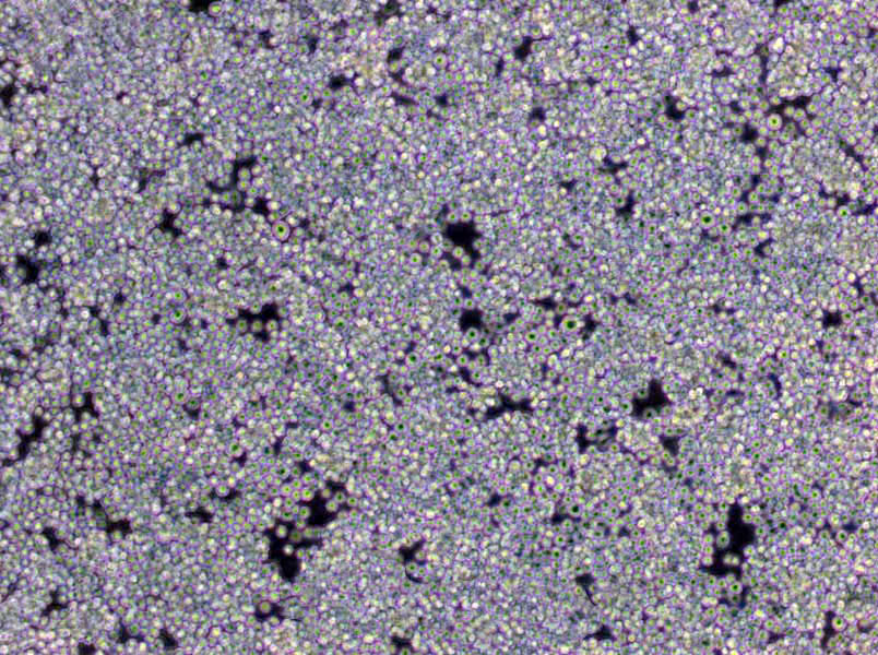 明胶粉末培养基