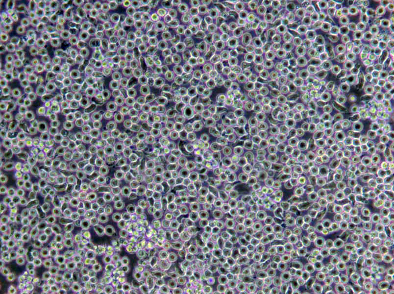 CW琼脂粉末培养基[不含卡那霉素]