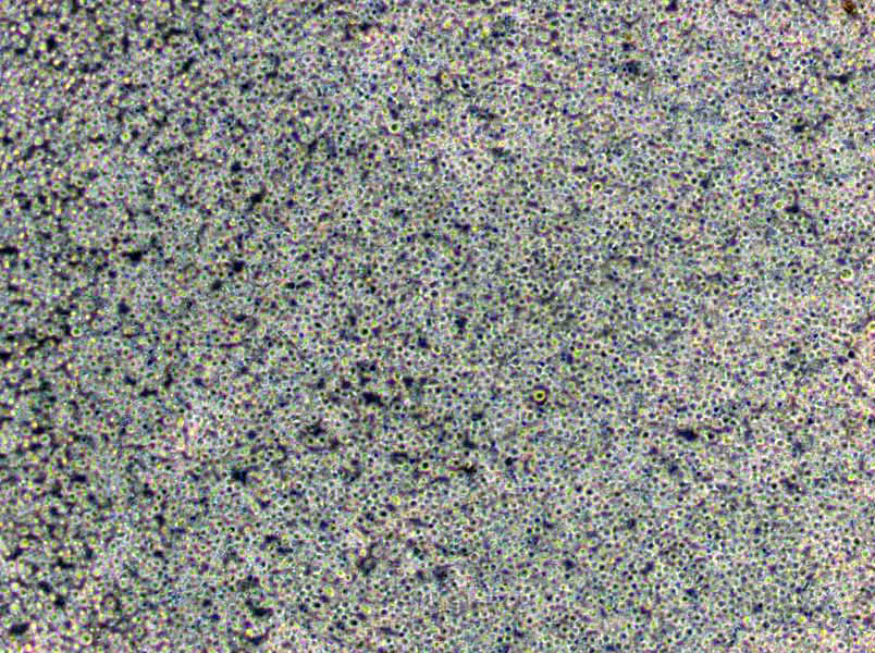 碳琼脂粉末培养基