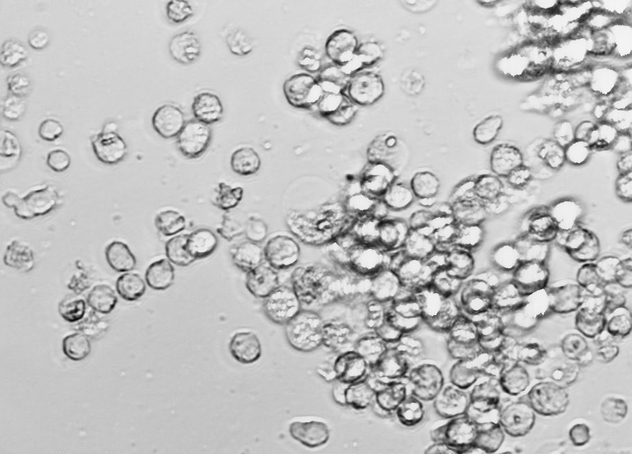 GC肉汤粉末培养基